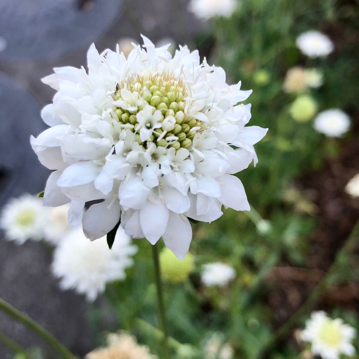 スカビオサ　花の種