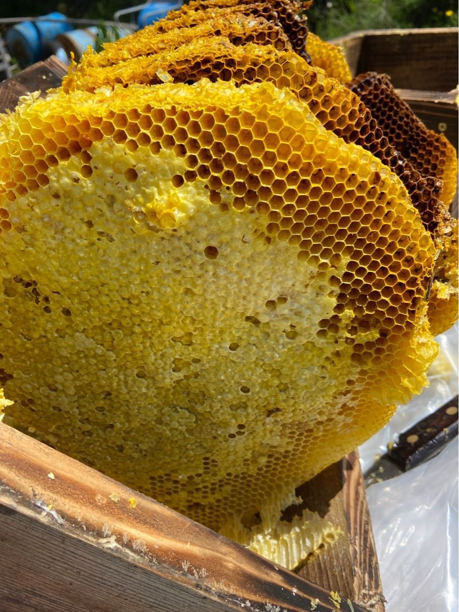 ◇希少◇ 天然日本ミツバチの蜂蜜 無添加
