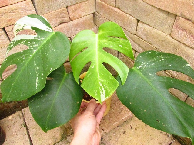 モンステラ　デリシオーサ　スーパーホワイト本物(Monstera deliciosa var.Super White)_画像5