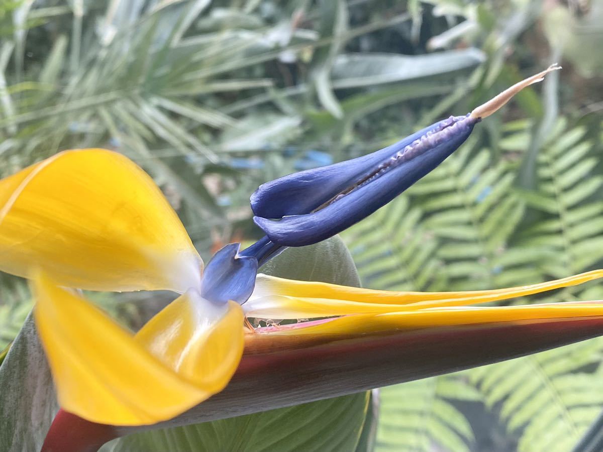 レアな黄花ストレリチア開花株!ストレリチア・レギネ・ゴールド レアな黄花ストレリチア開花株!ストレリチア・レギネ・ゴールド