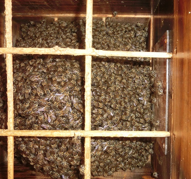 日本蜜蜂　蜜ろう　１５６g　分蜂群捕獲　蜜蝋ワックス・蜜蝋クリーム原料　送料無料_画像6