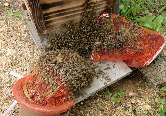 日本蜜蜂　蜜ろう　１４７g　分蜂群捕獲　蜜蝋ワックス・蜜蝋クリーム原料　送料無料_画像5