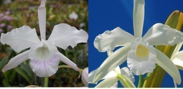 T♪洋蘭　 Cattleya purpurata x sib.(mandaiana x alba`Yoko') カトレア 　 洋ラン_画像1