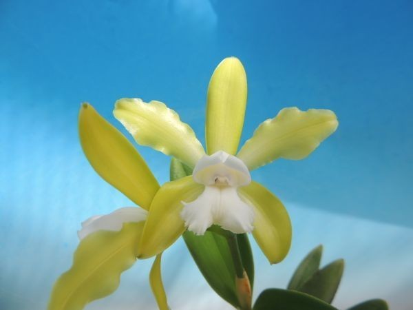 T♪洋蘭　Cattleya tigrina f.alba x self(親はalba trilabeloのself)　カトレア 　 洋ラン_画像1