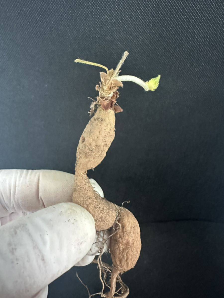 No.495 ペラルゴニウム トリステ Pelargonium triste 多肉植物 冬型 塊根 1月30日撮影_画像4