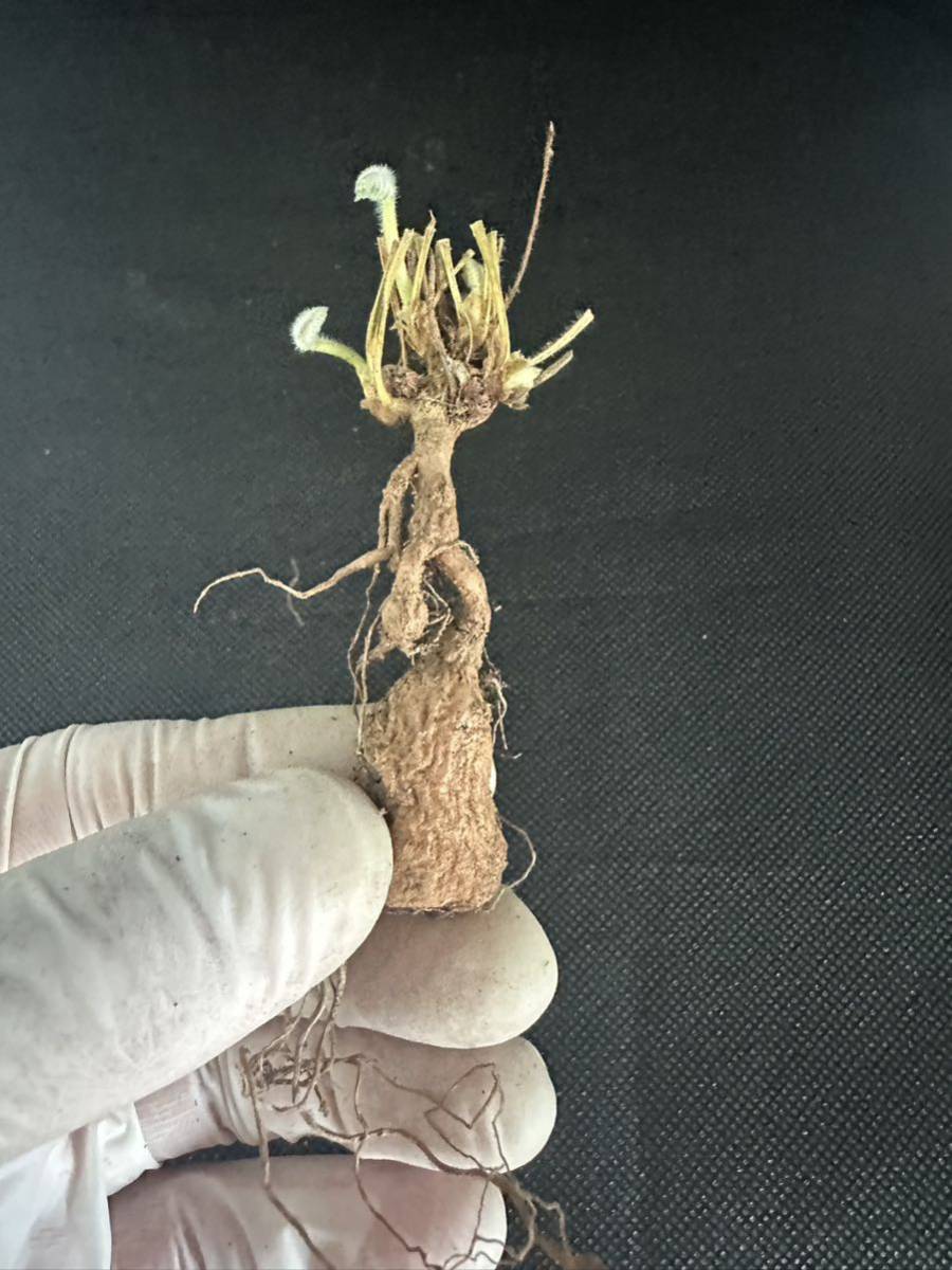 No.500ペラルゴニウム トリステ Pelargonium triste 多肉植物 冬型 塊根 1月30日撮影_画像5