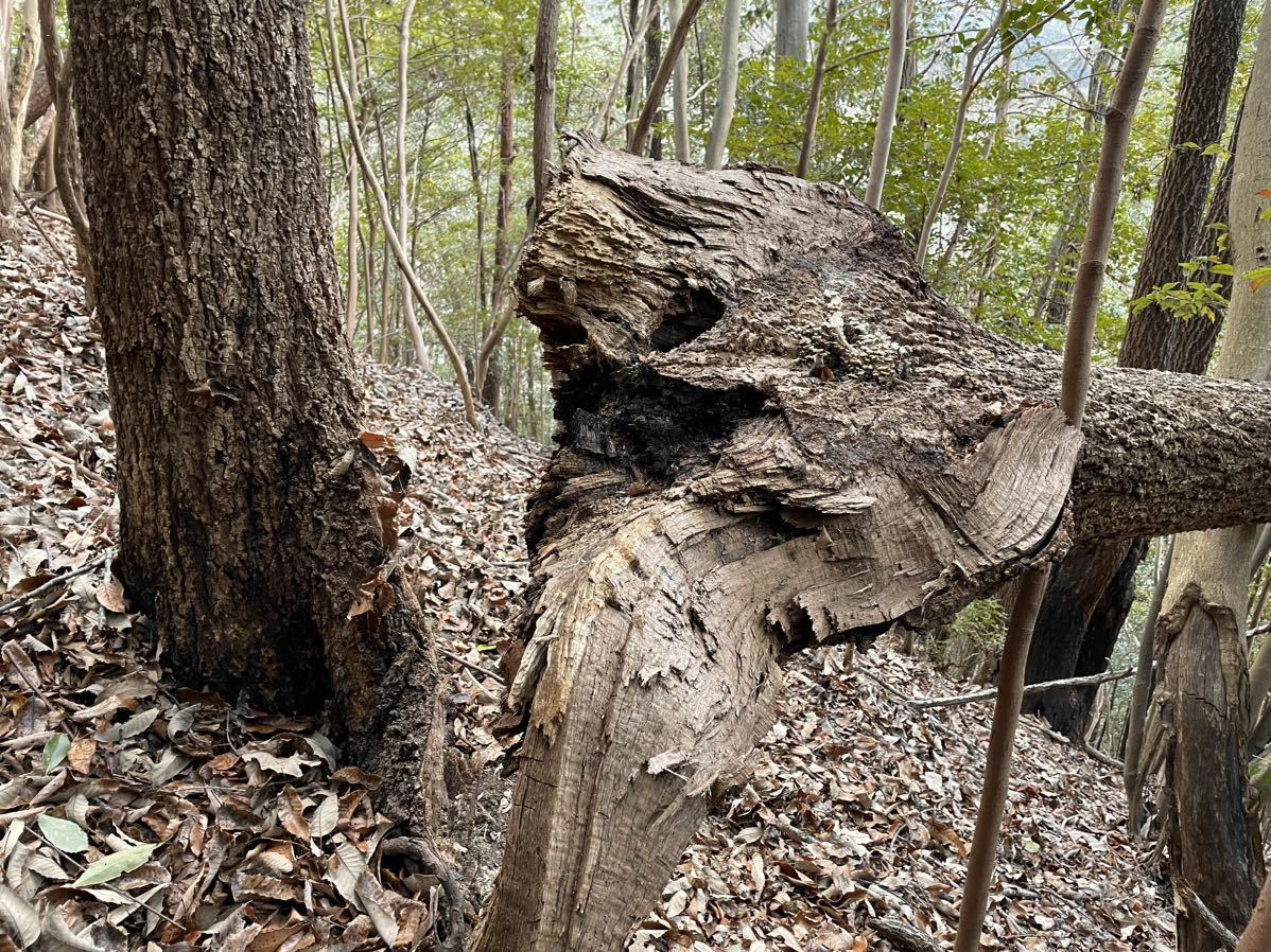 【KAZUOKI天然木】新春採りたて！★巨木クヌギ樹皮特別【大】7ピース_二股だった根本から割れて倒れてます