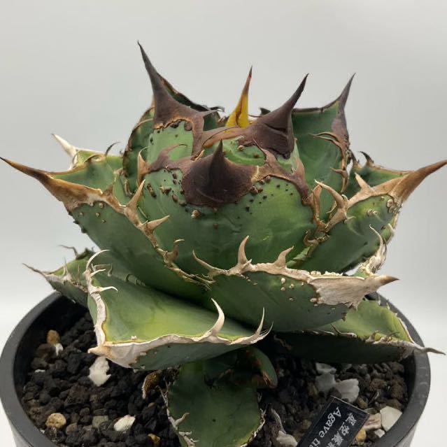 星空 Starry sky アガベ チタノタ 子株 Agave titanota 豆豆龍 星空 Starry sky アガベ チタノタ 子株 Agave titanota 豆豆龍