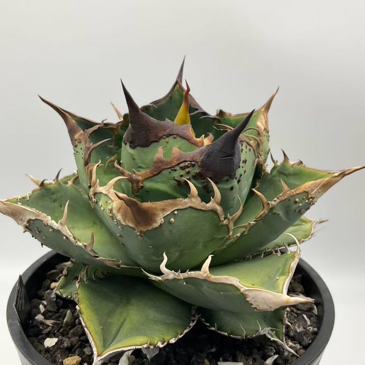星空 Starry sky アガベ チタノタ 子株 Agave titanota 豆豆龍 星空 Starry sky アガベ チタノタ 子株 Agave titanota 豆豆龍