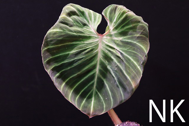 【NK】珍しくて格好良いヴェルコサム Philodendron verrucosuｍ select【フィロデンドロン アンスリウム】_画像1