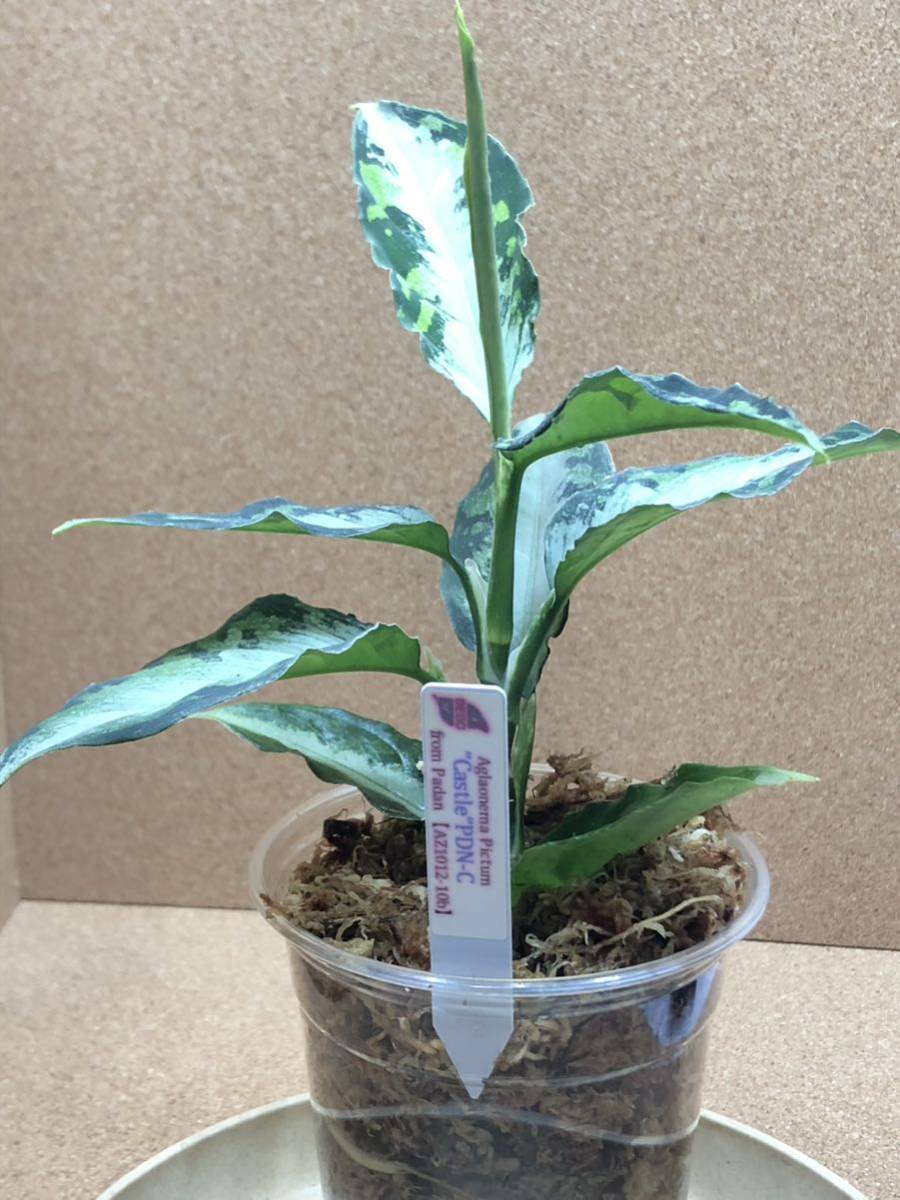 ⑧Aglaonema pictum/アグラオネマ ピクタム　“キャッスル””Castle” PDN-C from Padan【AZ1012-10b】/超希少、AZネームド、大株/お得_画像9