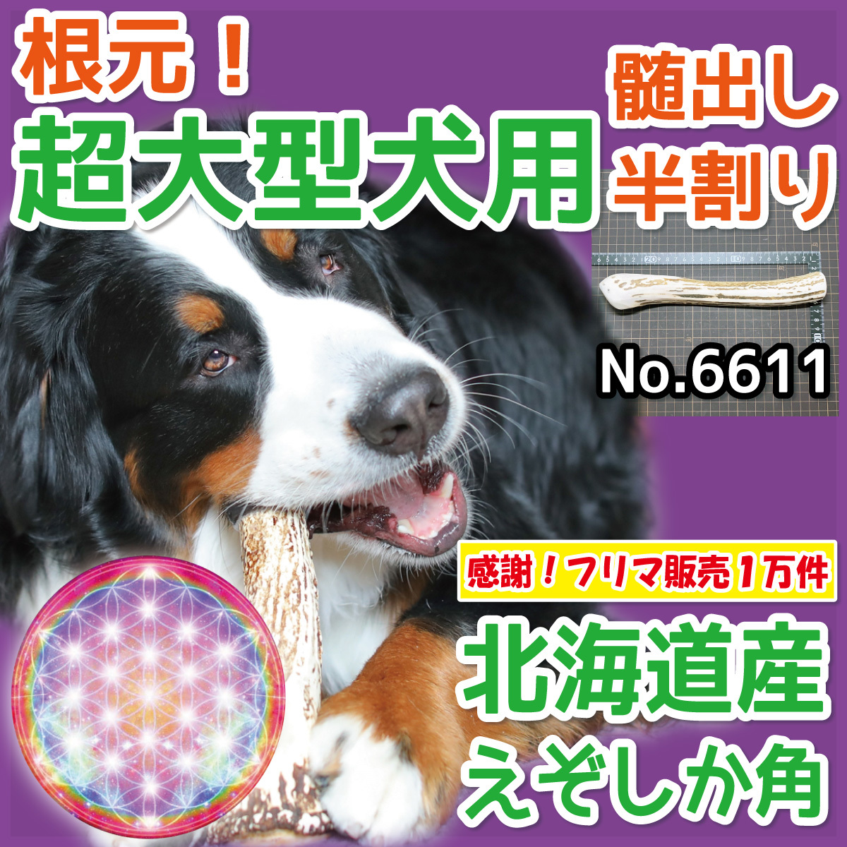 ■ 超大型犬用 ■ 天然 北海道産 蝦夷鹿の角 ■ 根元部分 半割り 1本 ■ 犬のおもちゃ ■ 鹿の角 犬 無添加 エゾシカ ツノ 66111_画像1