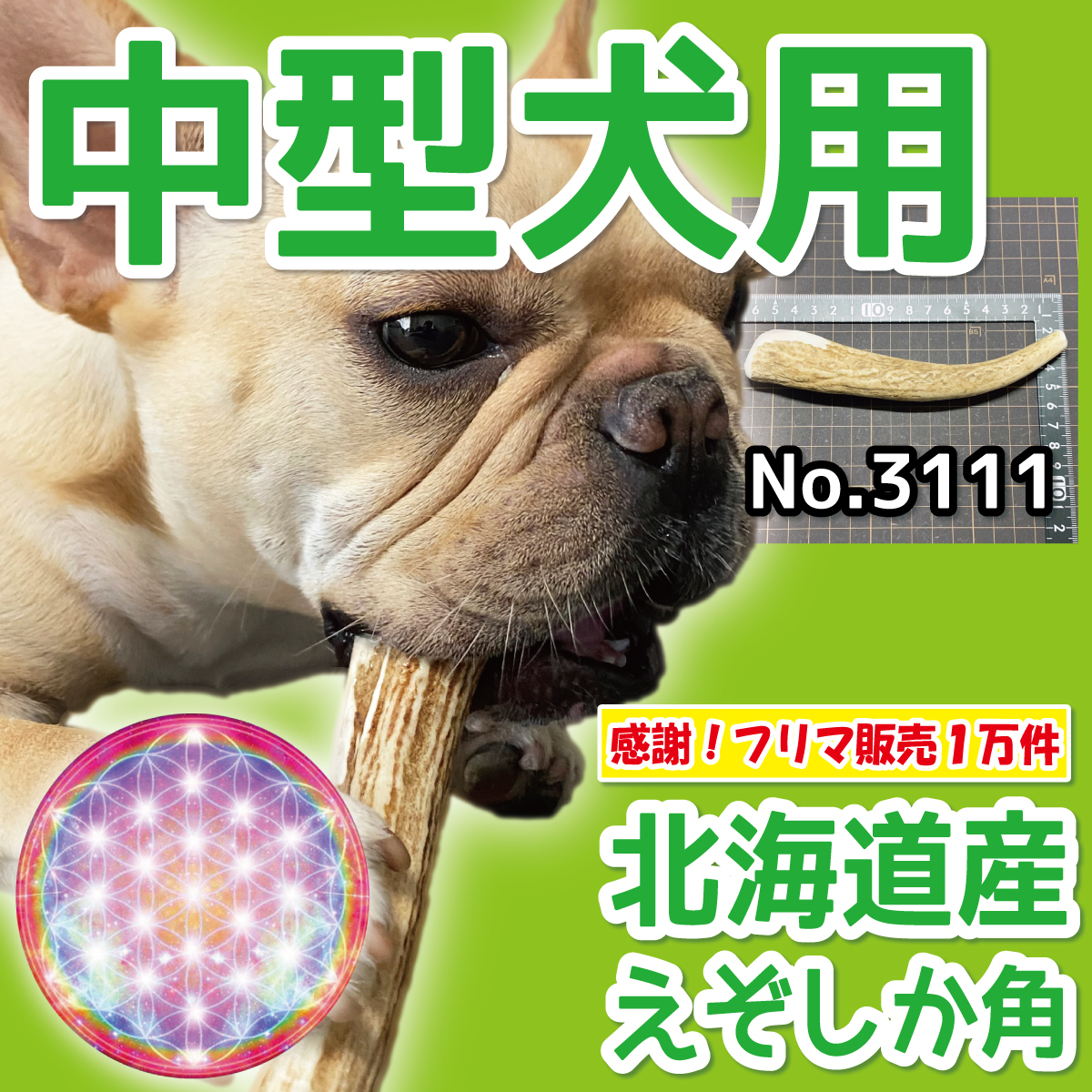 ■ 中型犬用 ■ 天然 北海道産 蝦夷鹿の角 ■ 1本 ■ 犬のおもちゃ ■ 無添加 エゾシカ ツノ 鹿の角 犬 31111_画像1