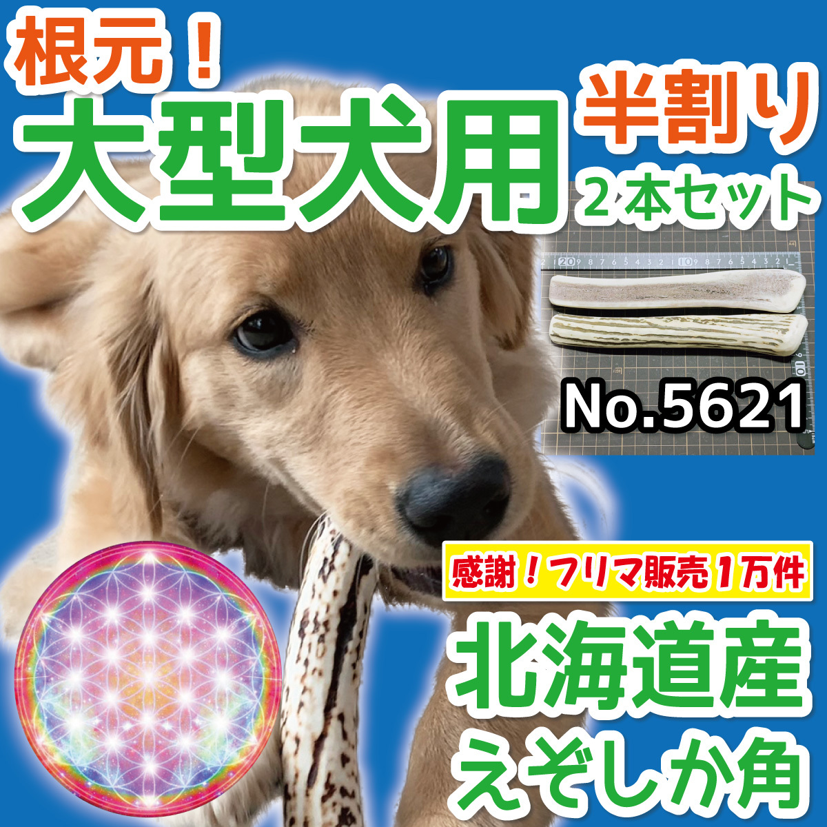 ■ 大型犬用 ■ 根元部分 半割り 2本セット ■ 天然 北海道産 蝦夷鹿の角 ■ 犬のおもちゃ ■ 無添加 エゾシカ ツノ 鹿の角 犬 56212_画像1