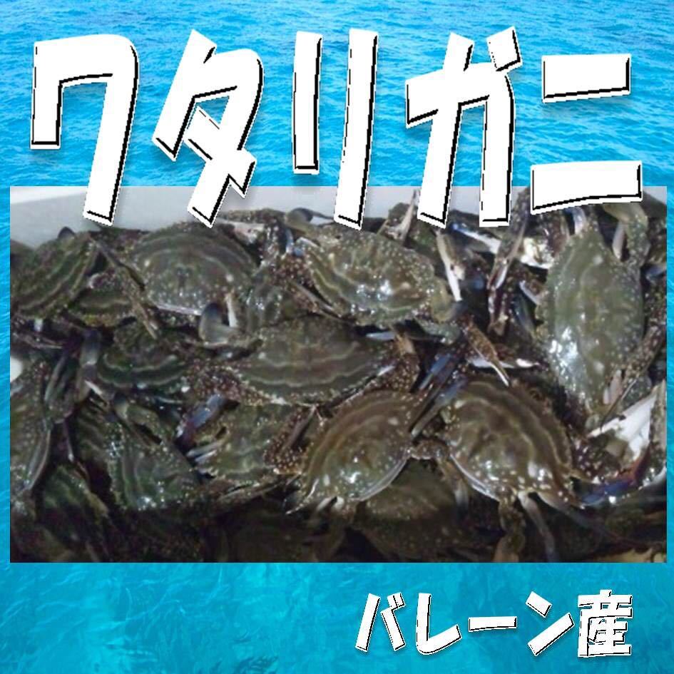 3【ご家庭に・贈答用に】バーレーン産 ワタリガニ約７.５kg お歳暮 お年賀 高級 ギフト 贈り物 景品 内祝 手土産 大量 賞品 お正月 御歳暮_画像1