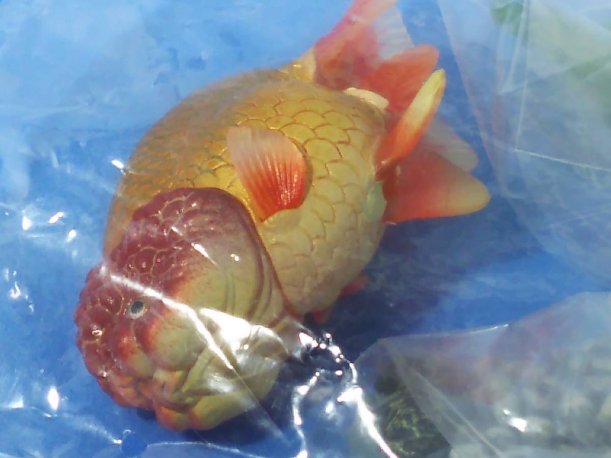 *金魚 ランチュウ 原色観賞魚図鑑 未開封 YUJIN ユージン 送料230円 同梱歓迎 追跡有 匿名配送_画像7