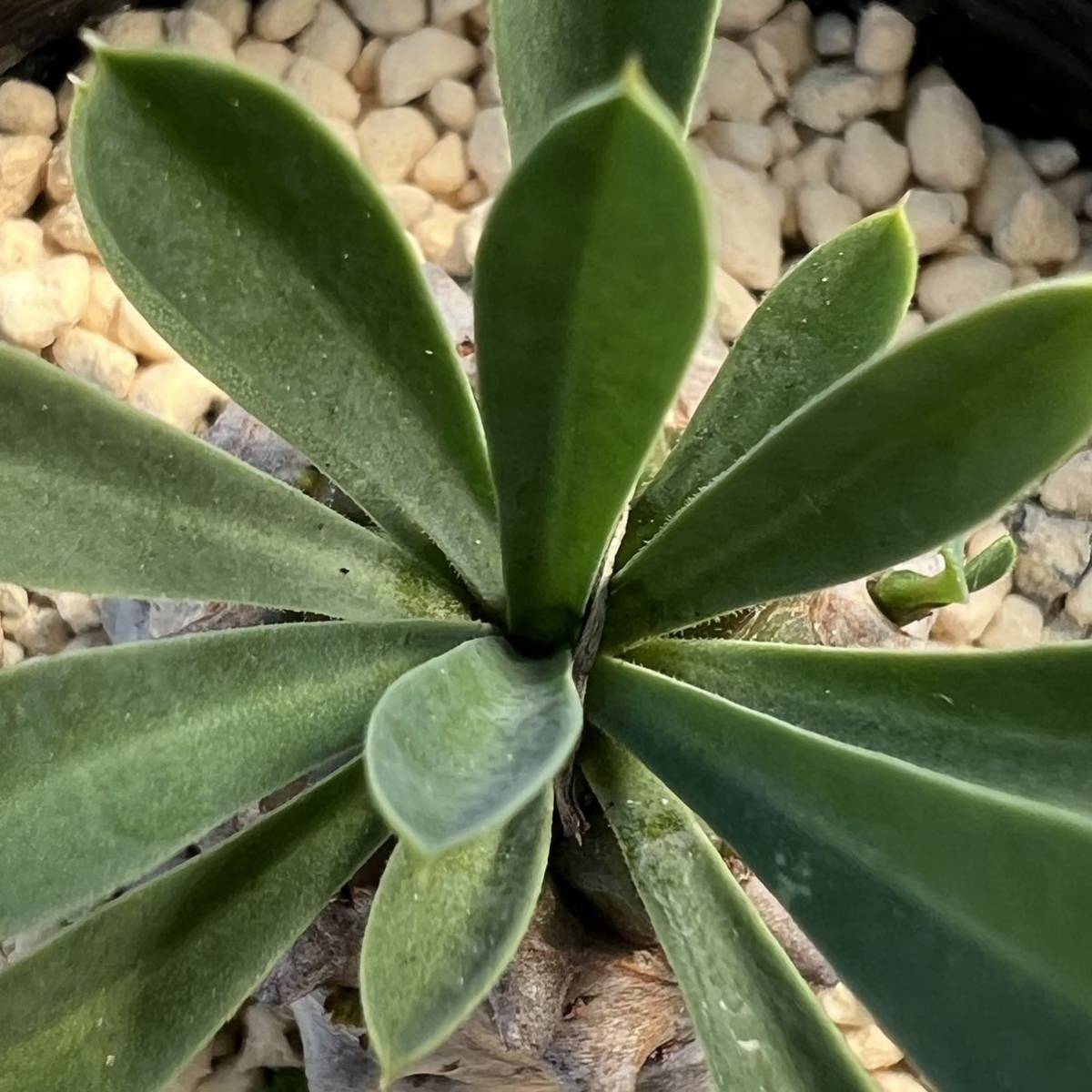 ☆多肉植物☆ユーフォルビア☆峨眉山☆鉢6.5センチ☆_画像4