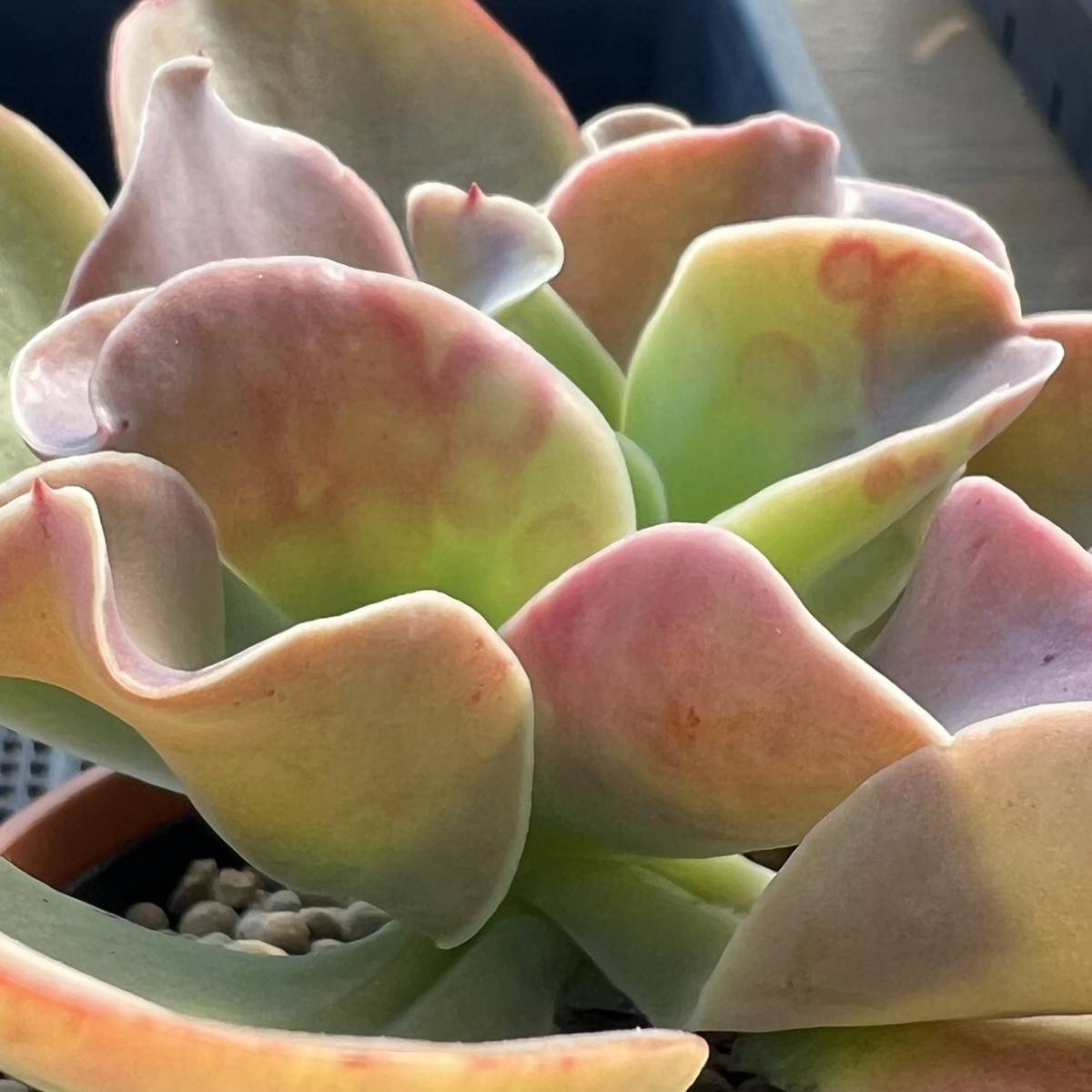 ☆多肉植物☆エケベリア☆パリダ×イースタンボンネット☆鉢8.5センチ☆錦玉園さん☆_画像4