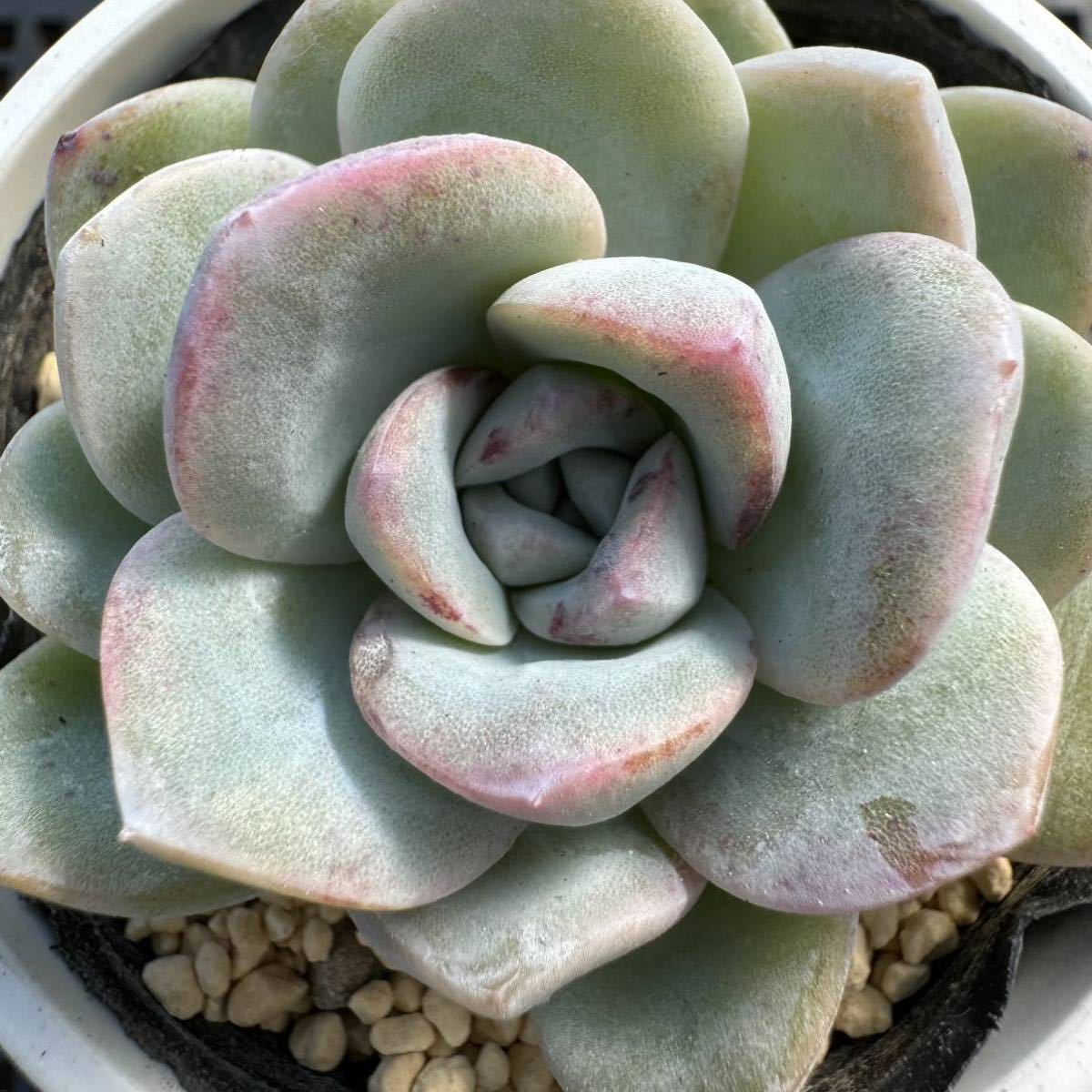 ☆多肉植物☆エケベリア☆ラッセル☆鉢6.5センチ☆錦玉園さん☆_画像5