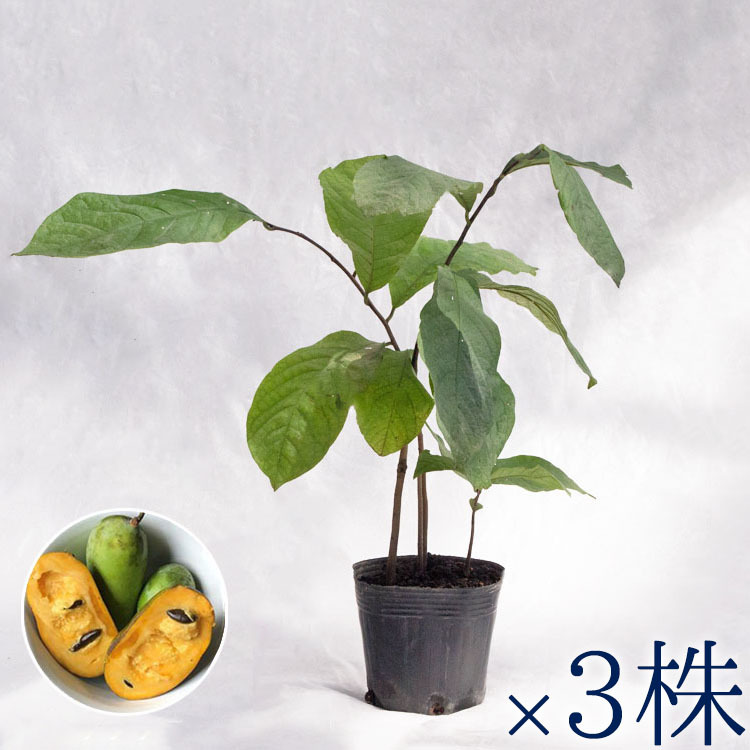 庭木・植木 ポポー（ポーポー） 3年生苗【実生】2本立 / 4寸・約H50cm【3株セット】_画像1