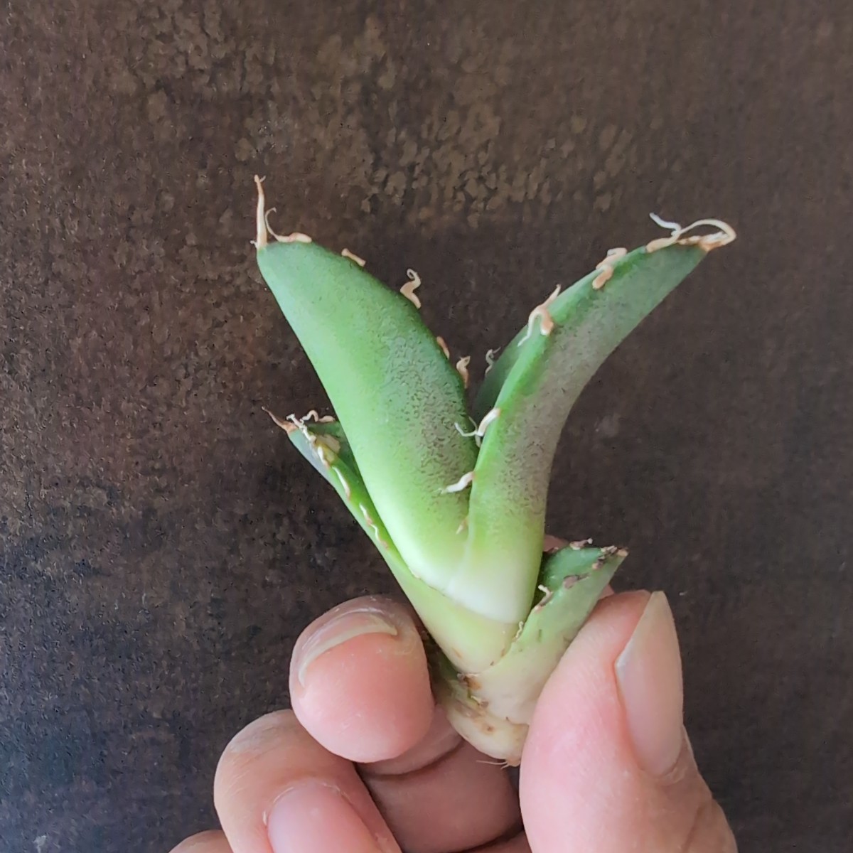 【AGAVE TITANOTA 純血オテロイ選抜】ウタダさん株　現地球実生　アガベ　チタノタ　子株_画像5