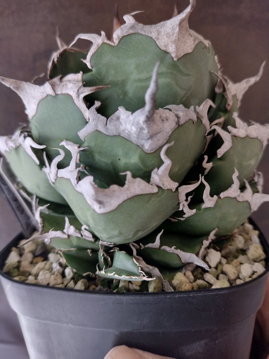 AGAVE TITANOTA 純血オテロイ選抜】ウタダさん株 現地球実生 AGAVE TITANOTA 純血オテロイ選抜】ウタダさん株 現地球実生
