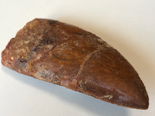 * meat meal dinosaur [karu Caro Don tosaurus. tooth ] fossil 96.0mm