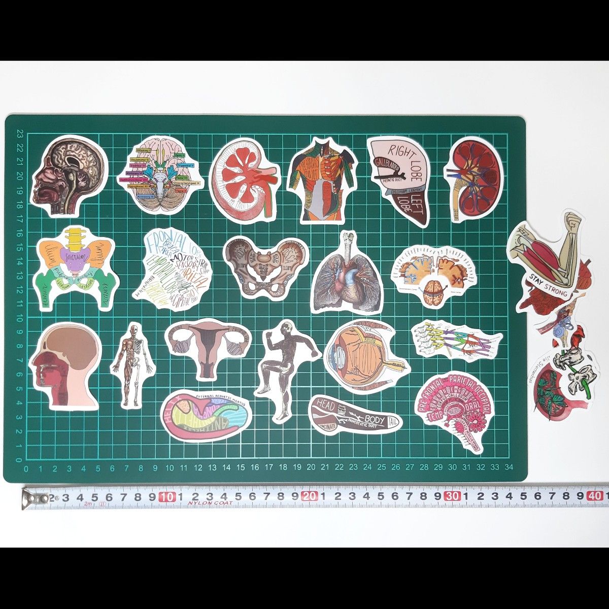人体　シール　50枚セット　ステッカー　臓器　内臓　骨格　心臓　脳　骨　神経　体　筋肉　解剖
