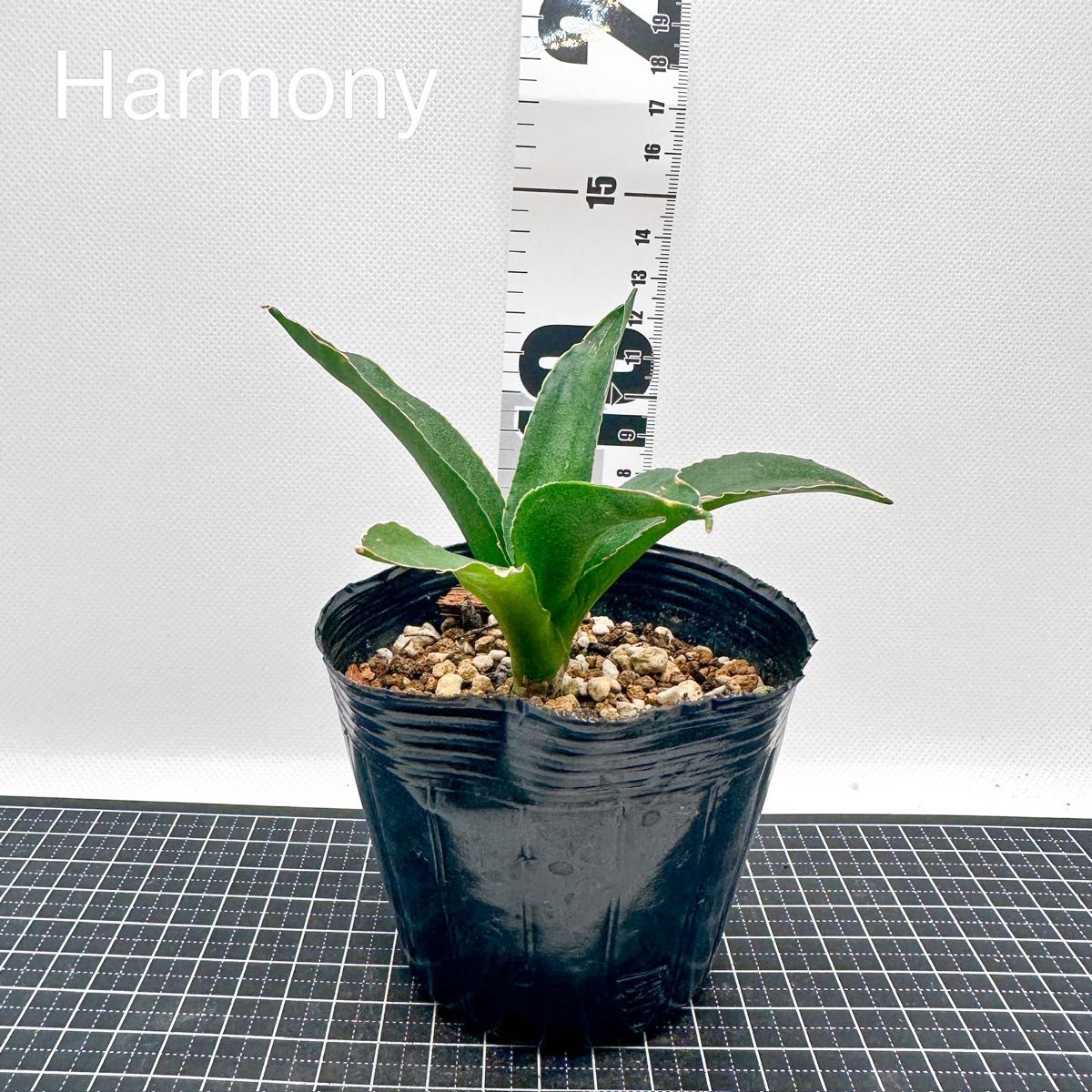 サンスベリア ペロッティ カタナ Sansevieria Perrotii var. Katana サンセベリア