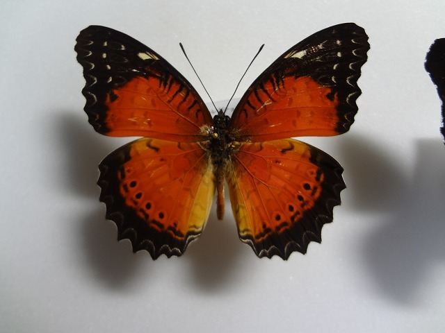  бабочка. образец вертикальный - 2 вид с коробкой 