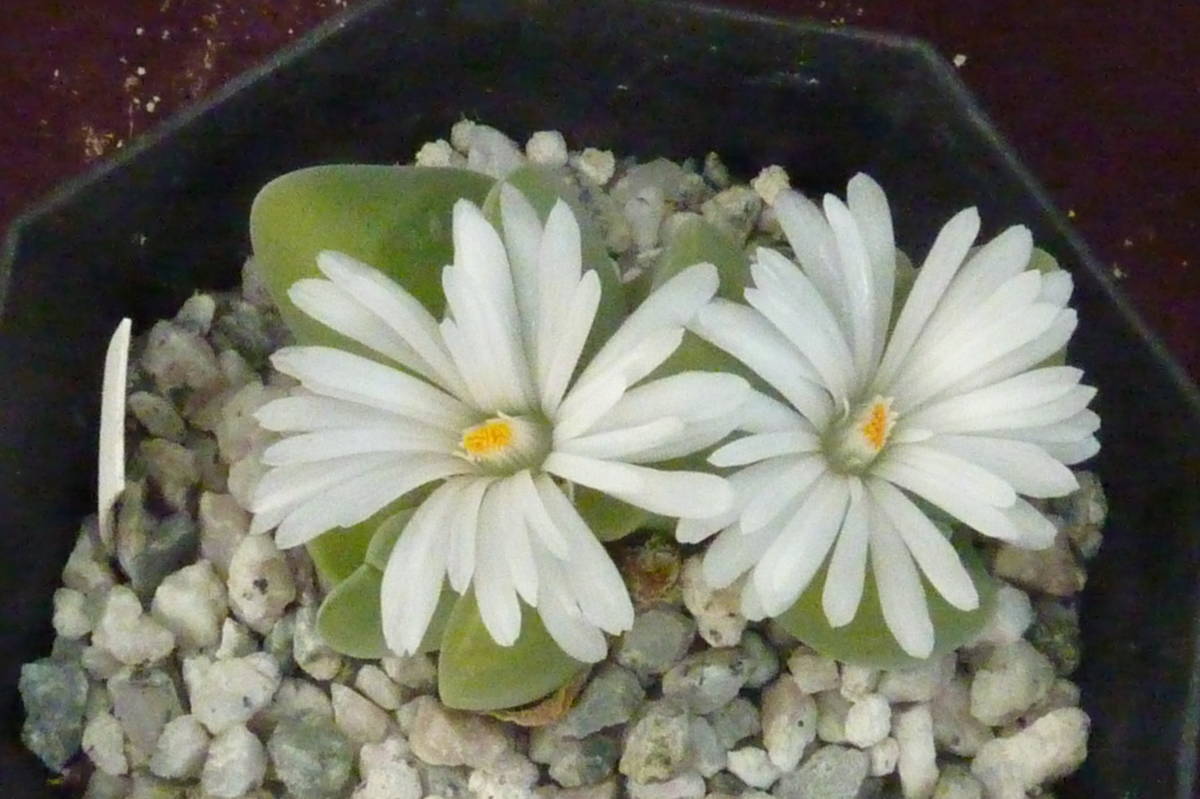 多肉植物（白花無比玉）_上部から見た株直径5.5cm