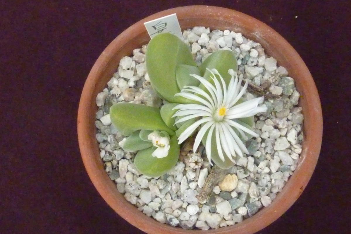 多肉植物（白花無比玉）_上部から見た苗直径5.0cm