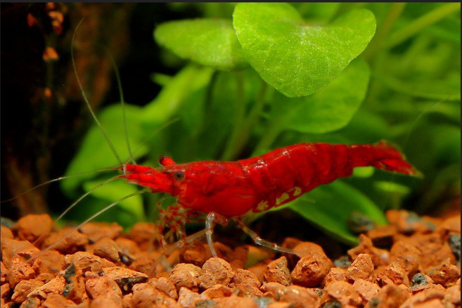 [50 pcs ] ultimate fire shrimp ( red Cherry ) [10mm~15mm size ]*tsumatsuma center *