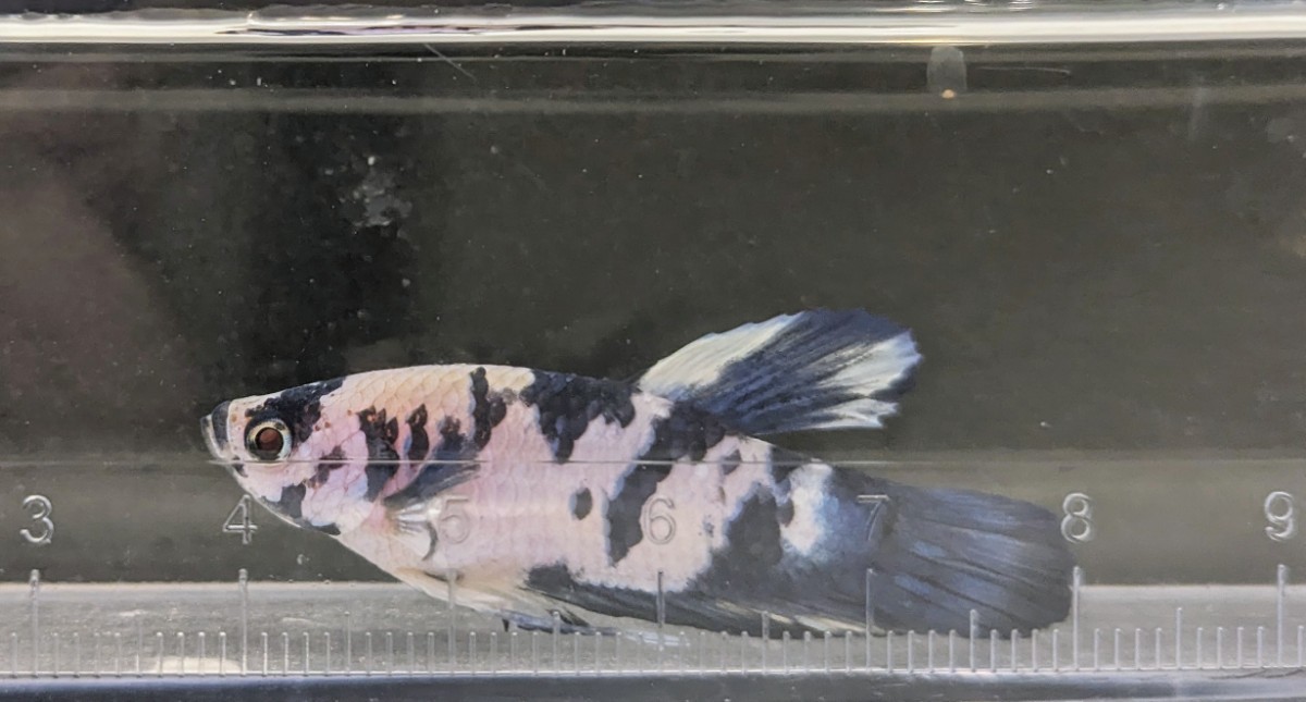 【ほっぺちゃんFARM】〈ベタ・Betta〉C-4 ブルーマーブル・ポルカドットPK (オス♂)_画像8