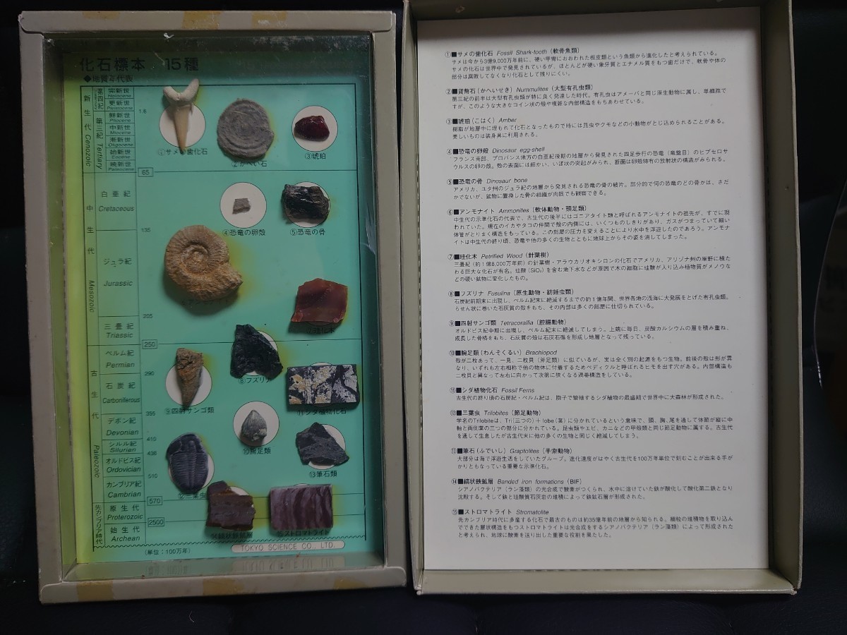化石標本15種/東京サイエンス/鮫の歯/アンモナイト_画像2