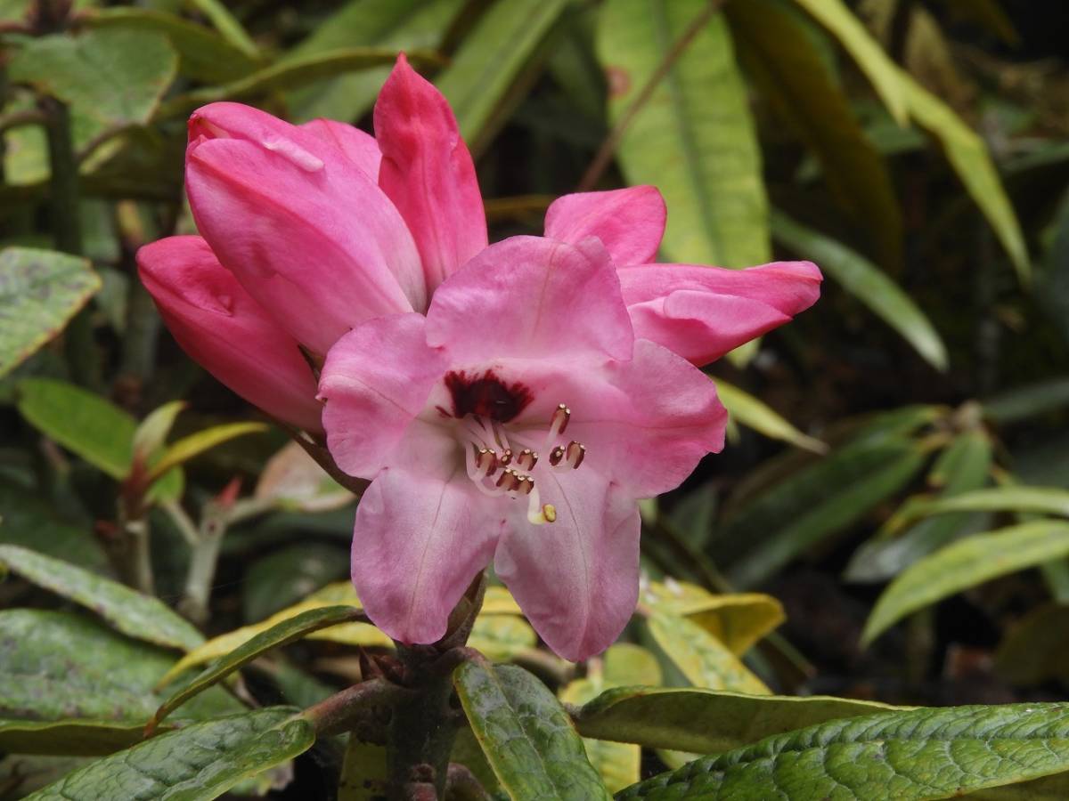 稀少な原種 ： セイヨウシャクナゲ（西洋石楠花） フロリバンダム 12.11（R, frolibumdum COX.PA.5020) _画像6