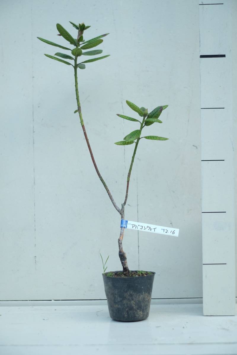 稀少な原種 ： セイヨウシャクナゲ（西洋石楠花） アバコンウェイ（R, aberconwey) 蕾付き 12.16_画像2