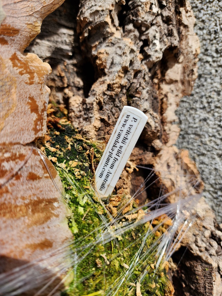 P. veitchii wild Australia(oc)(ビーチーワイルド P. veitchii wild Australia(oc)(ビーチーワイルド