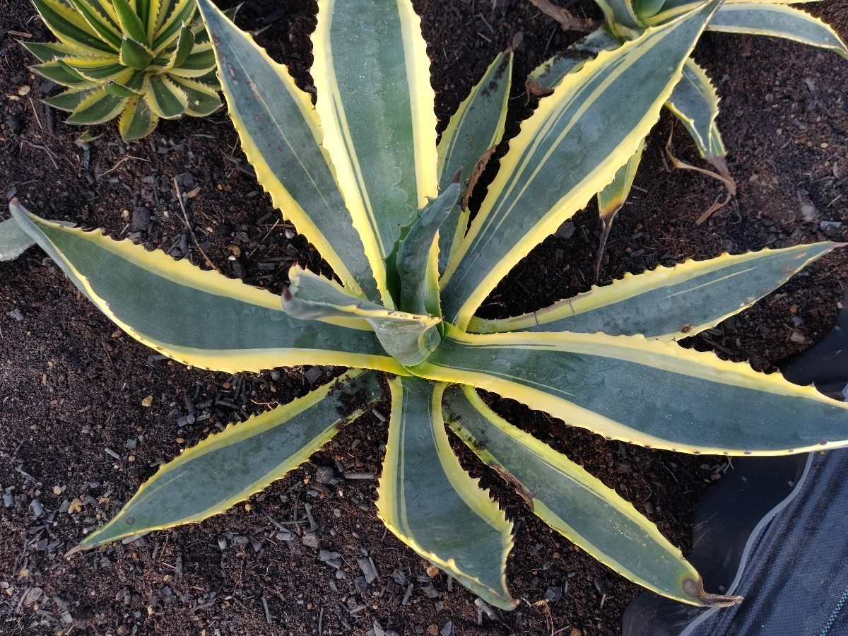 'Agave americana marginata 黄覆輪斑' 2【送料無料】_参考親株です。