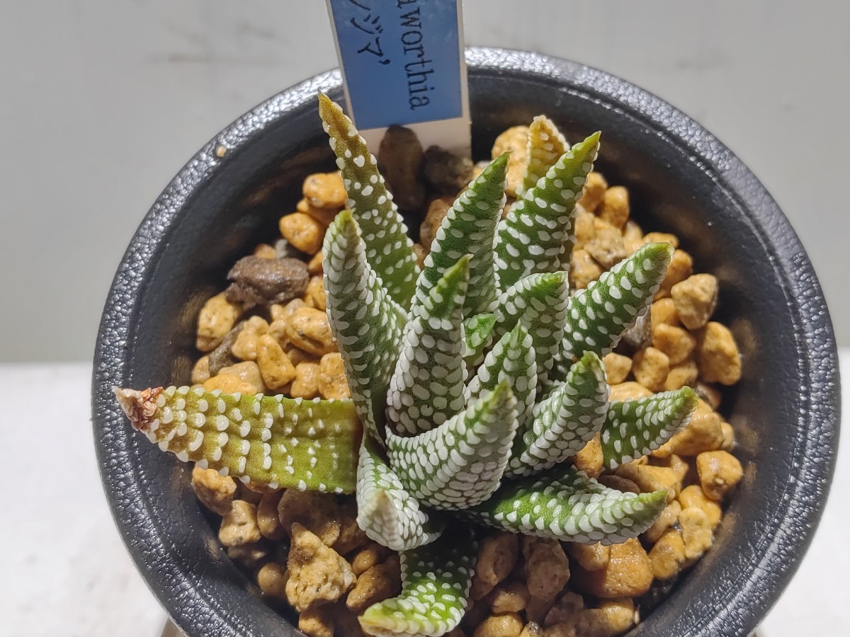 'Haworthia 'シジマ' '【送料無料】_画像4