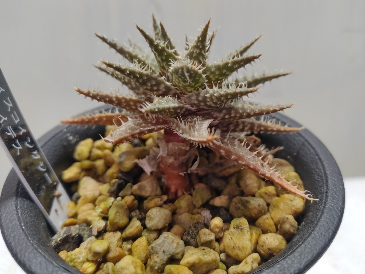 Aloe hybrid 'descoingsii×haworthioides'【送料無料】_画像4