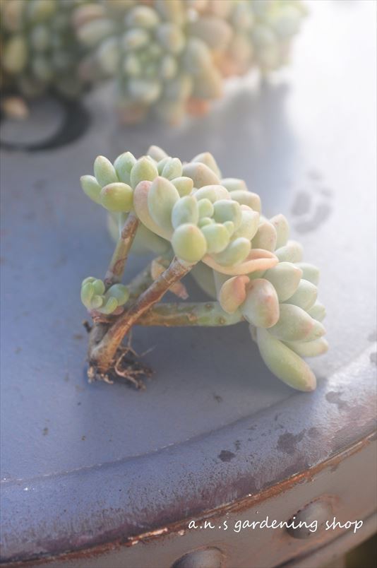 ダフニ 群生株 手に持っているのが1ヶです＊多肉・多肉植物・韓国苗の画像2