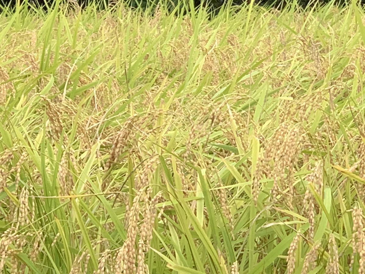 完全無農薬 有機栽培 10キロ 『一等米』令和5年 新米 コシヒカリ玄米 美味しい実家のお米 発芽玄米になります！送料無料！精米無料_画像9