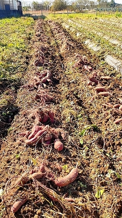 送料無料！愛媛県産　紅はるか５ｋｇ　無農薬　サイズミックス土付き　さつまいも_画像5