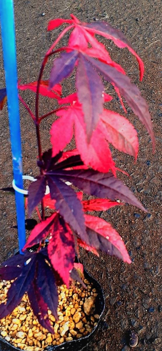*!momiji standard middle. standard goods kind [shoujouno blur ]. seeds kind 40 bead 1 annual leaf . red color bonsai also 2023 year 11 month . taking *!