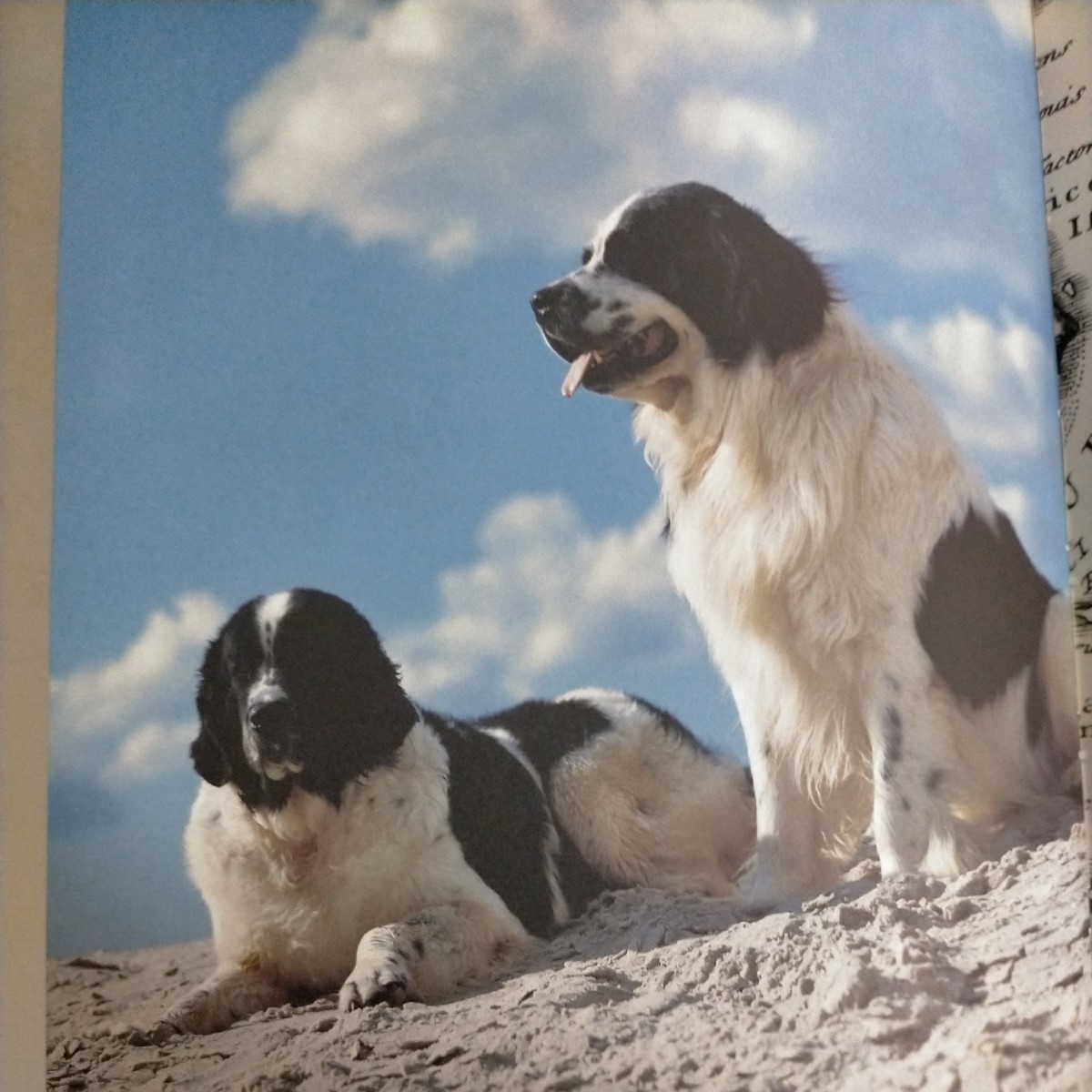 【洋書】ブルース・ウェーバー GENTLE GIANTS: A BOOK OF NEWFOUNDLANDS 1994年◇古本/軽いスレヤケ有/現状品/ノークレームノーリターン_画像8