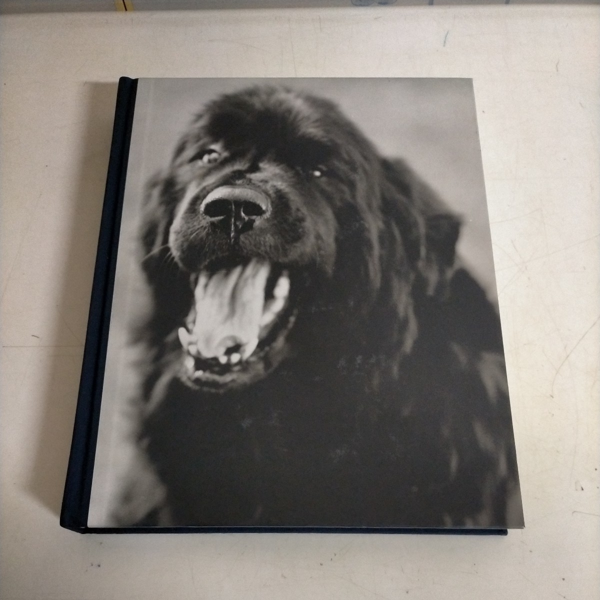 【洋書】ブルース・ウェーバー GENTLE GIANTS: A BOOK OF NEWFOUNDLANDS 1994年◇古本/軽いスレヤケ有/現状品/ノークレームノーリターン_画像1