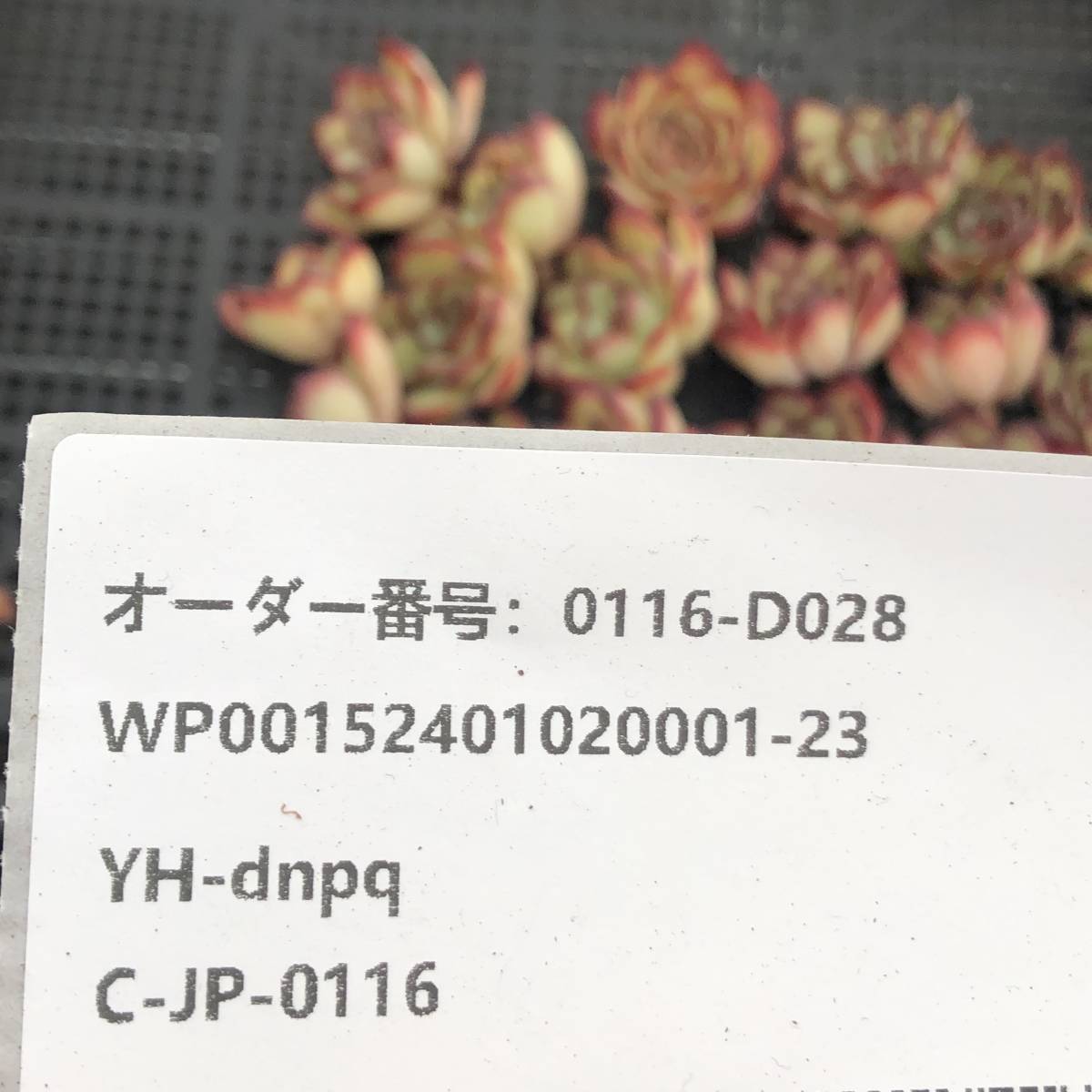 多肉植物24個 0116-D028 メキシコプリドニス エケベリア カット苗 寄植え_画像3