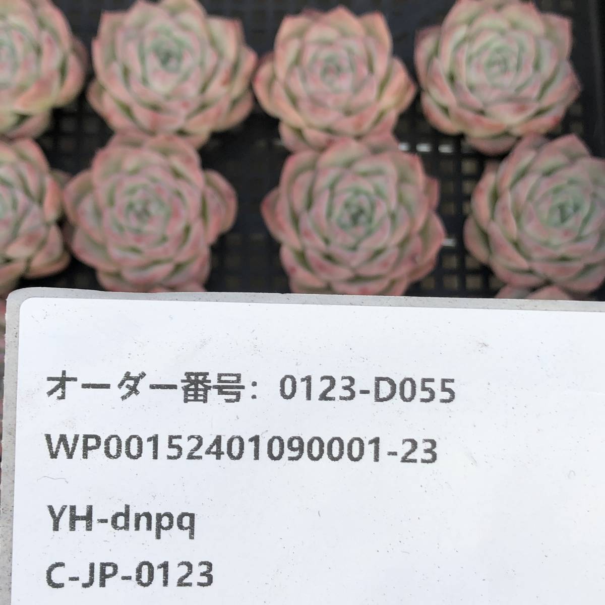 多肉植物24個 0123-D055 アイスクリスタル（氷の結晶） エケベリア カット苗 寄植え_画像3