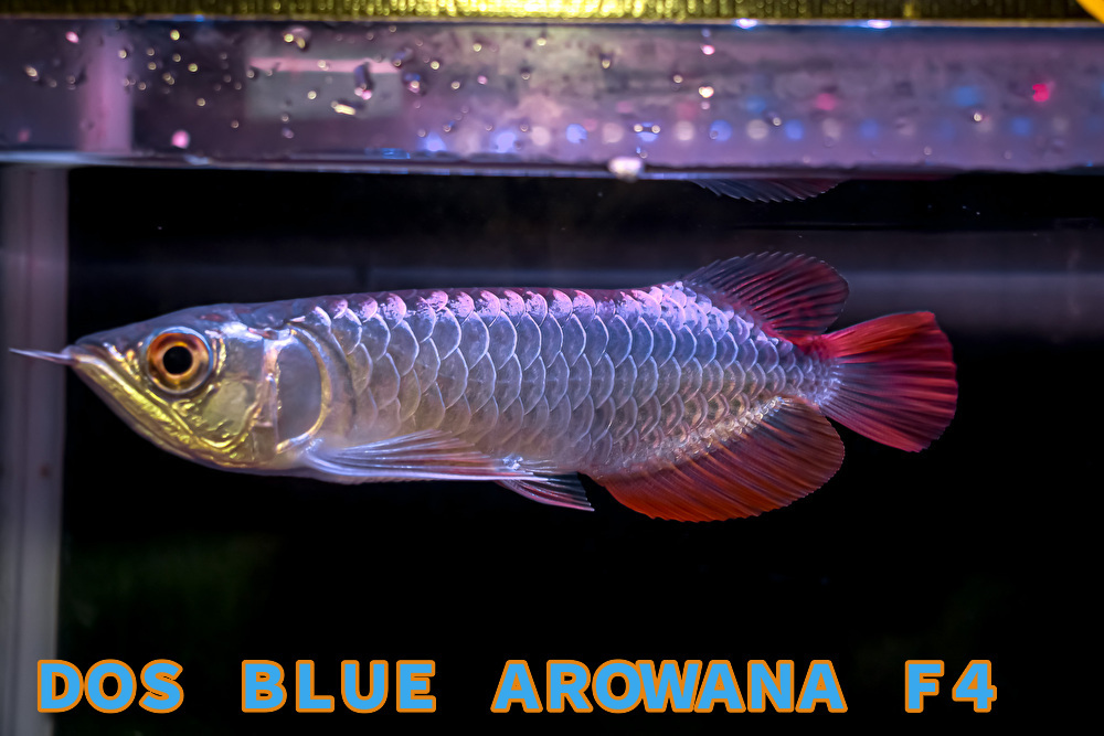 売り切り、インドネシア産　最上藍底過背金龍『　ＤＯＳ・ＢＬＵＥ・AROWANA ・Ｆ４　』　メタルブルータイプ強烈光沢　２４ｃｍ　NO1352_画像1